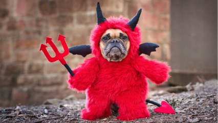 Halloween: 10 dog costume ideas that are so hilarious they'll make your day