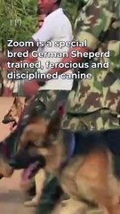 J&K: Indian Army's Fearless Warrior, "Zoom" Succumbs To Injuries After Fighting Off Terrorists