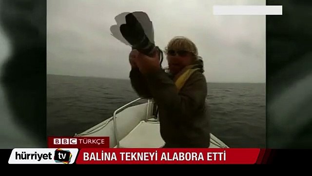 ABD'de balina tekneyi böyle alabora etti