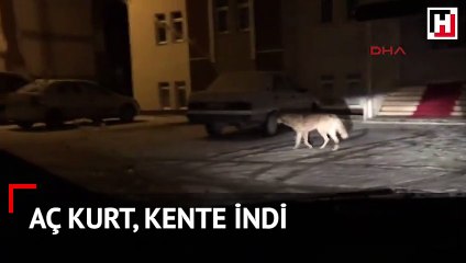 Şehir merkezine kurt indi