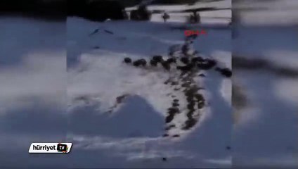 Aç kalan domuz sürüsü köye indi