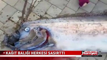 DEV BALIK SAHİLDEKİLERİ ŞAŞIRTTI