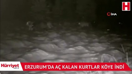 Aç kalan kurtlar köye indi