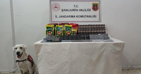 Son dakika haberi! Jandarma köpeği kaçakçılığa geçit vermedi
