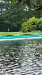 Ce cygne a le meilleur garde du corps au monde