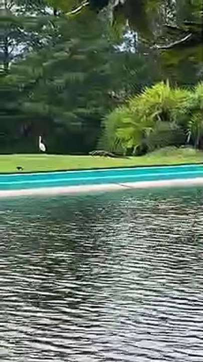 Ce cygne a le meilleur garde du corps au monde