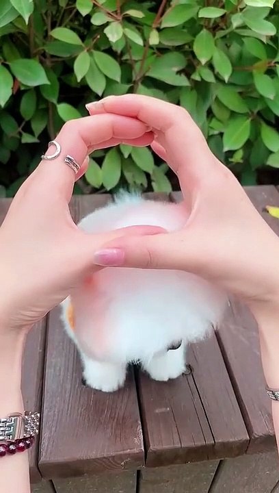 pet