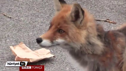Aç tilki verilen malzemelerden kendisine sandviç yaptı