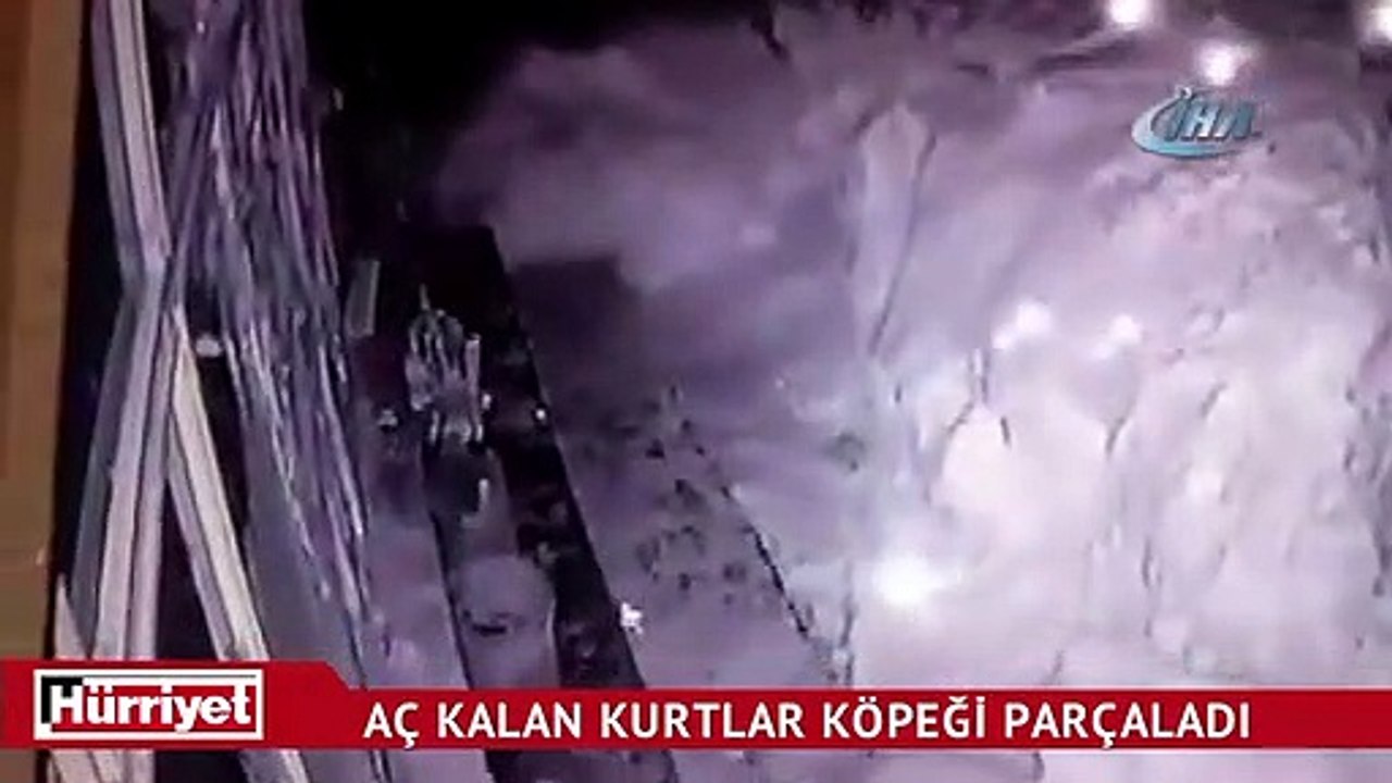 Aç kurtlar köpeği böyle götürdü