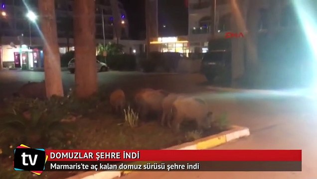 Aç kalan domuz sürüsü şehre indi