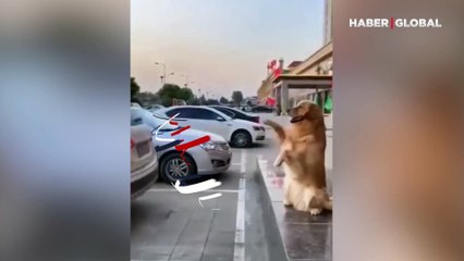 Download Video: Sahibine arabayı park etme konusunda yardımcı olan 'akıllı köpek'