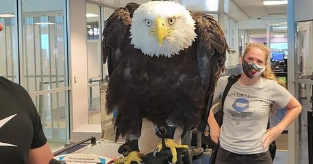 États-Unis : un énorme aigle à tête blanche crée l'événement lors de son passage dans un aéroport