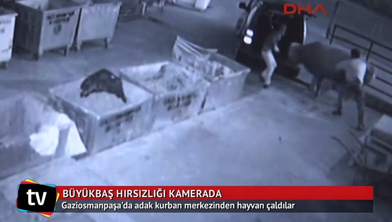 Büyükbaş hayvan hırsızlığı kamerada