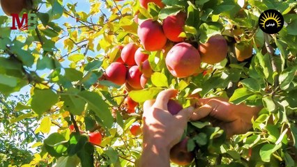 هنزرع اشجار مثمرة .. شاركونا برأيكم ؟