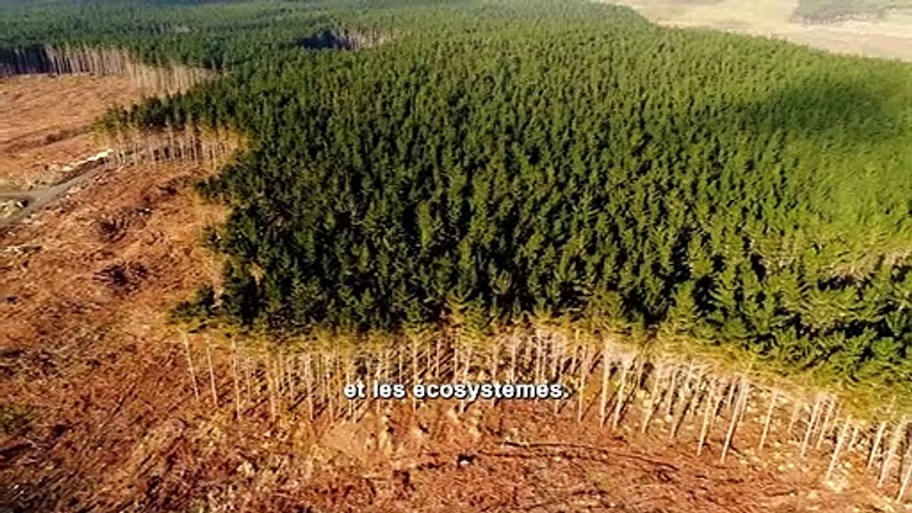 La planète a perdu en moyenne près de 70% de ses populations d'animaux sauvages en une cinquantaine d'années, selon l'évaluation de référence du Fonds mondial pour la nature