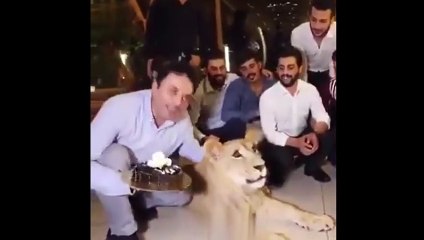 Aslanın yüzüne pasta vurup kahkaha attılar