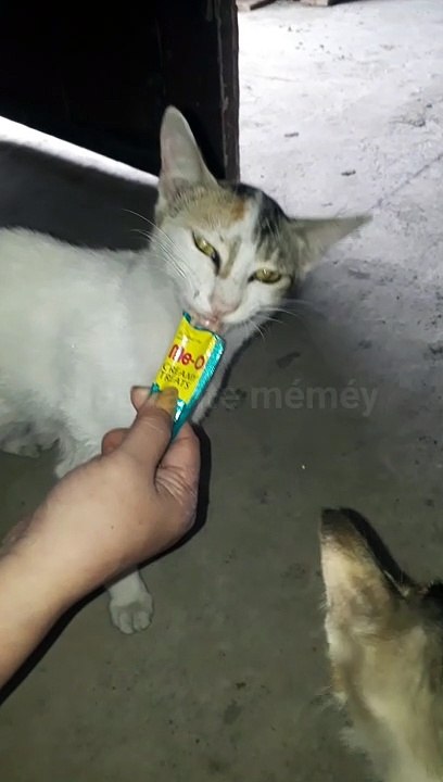 Aunt Memey Feeds Sausage  ||  Tante Méméy Beri Makan Sosis