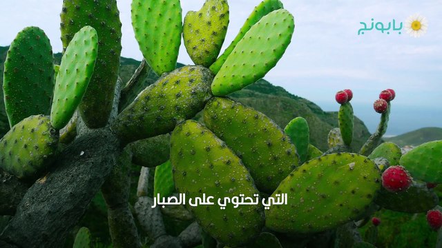 علاج الوردية بالطب البديل