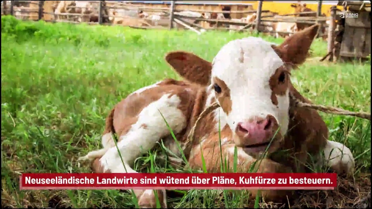 Neuseeländische Landwirte protestieren gegen Pläne zur Besteuerung von Kuhfürzen