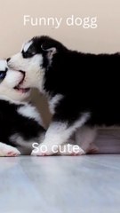 anjing lucu - Funny dog