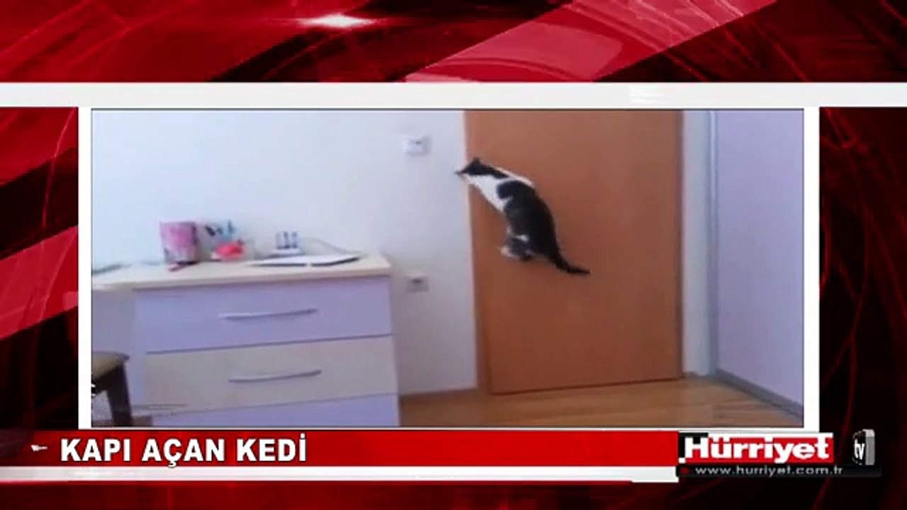 KAPI AÇAN KEDİ