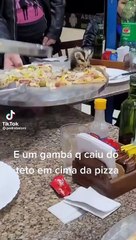 Animal cai em cima da pizza de aniversariante em Curitiba