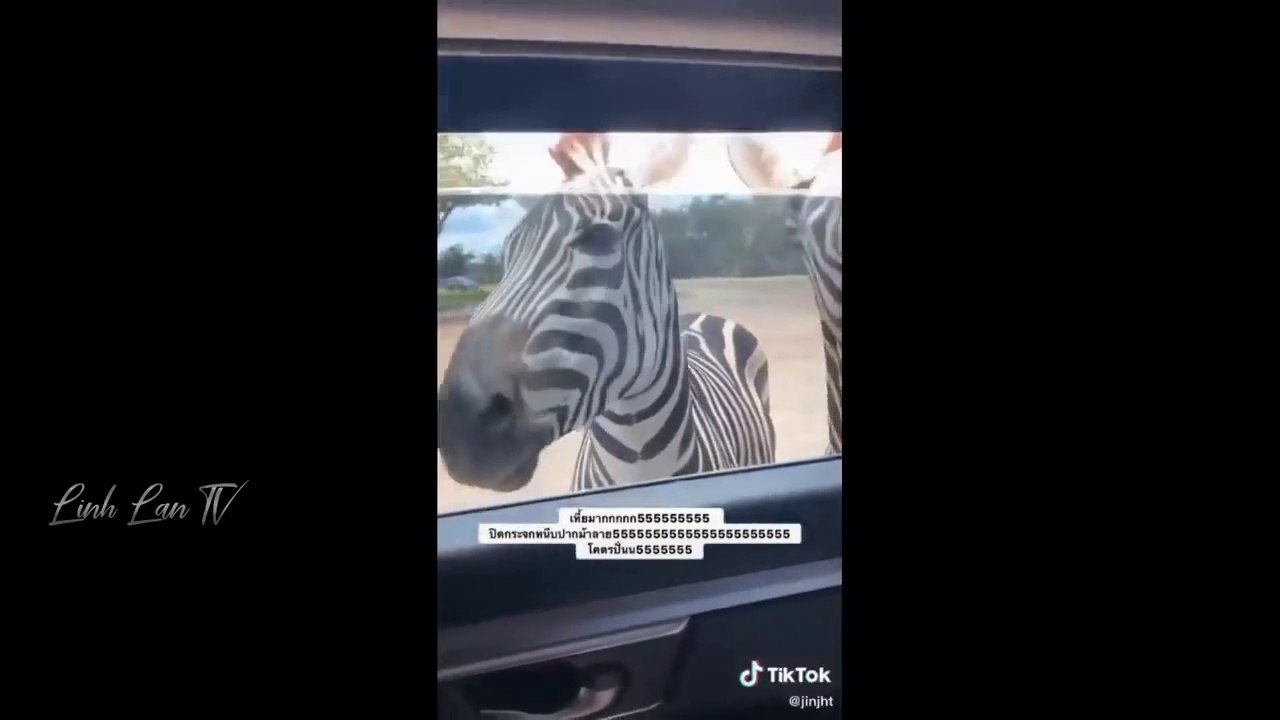 Attacking Moment of Animal Funny Video