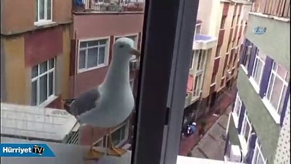 Karnı acıkan martı bunu yaptı