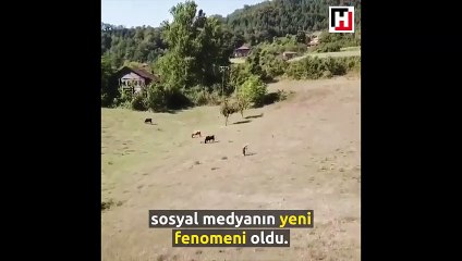 İlk kez drone gören adam sosyal medyayı salladı!