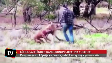 Köpek sahibinden kangurunun suratına yumruk!