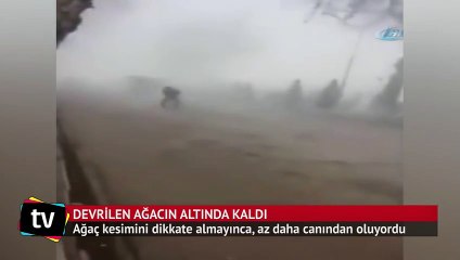 Dev ağaç bisikletli adamın üzerine devrildi