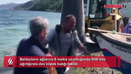 500 kiloluk dev ağlara takıldı