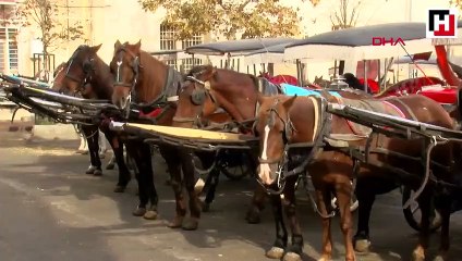 Adalar Belediye Başkanı Gül yeni fayton sistemi anlattı