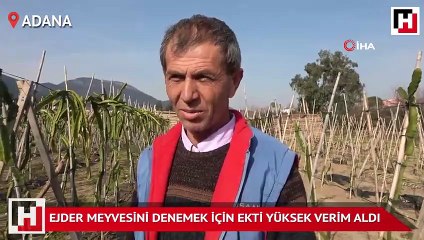 Ejder meyvesini denemek için ekti yüksek verim aldı