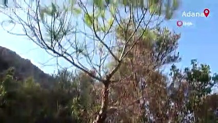 Kayanın içinden çıkan kızılçam ağacı görenleri şaşkına çeviriyor