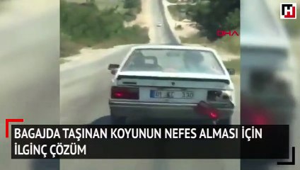 Bagajda taşınan koyunun nefes alması için ilginç çözüm