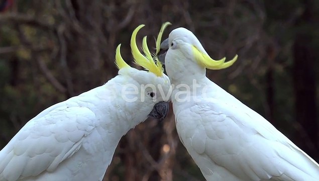 BIG WHITE BIRDS CARESSING EACH OTHER