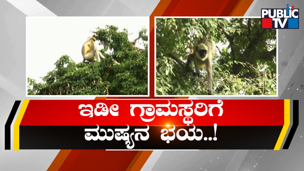 ಬೆಣ್ಣೆನಗರಿಯಲ್ಲಿ ರೌಡಿ 'ಮುಷ್ಯ' | Davanagere | Public TV
