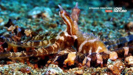 Strange Creatures - Anatomy Gone Wild
