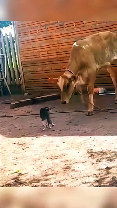 Billi And Bachdha / cat and cow #shorts #cat #cow