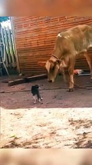 Billi And Bachdha / cat and cow #shorts #cat #cow