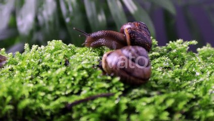 Two Funny Snails on the Green Grass