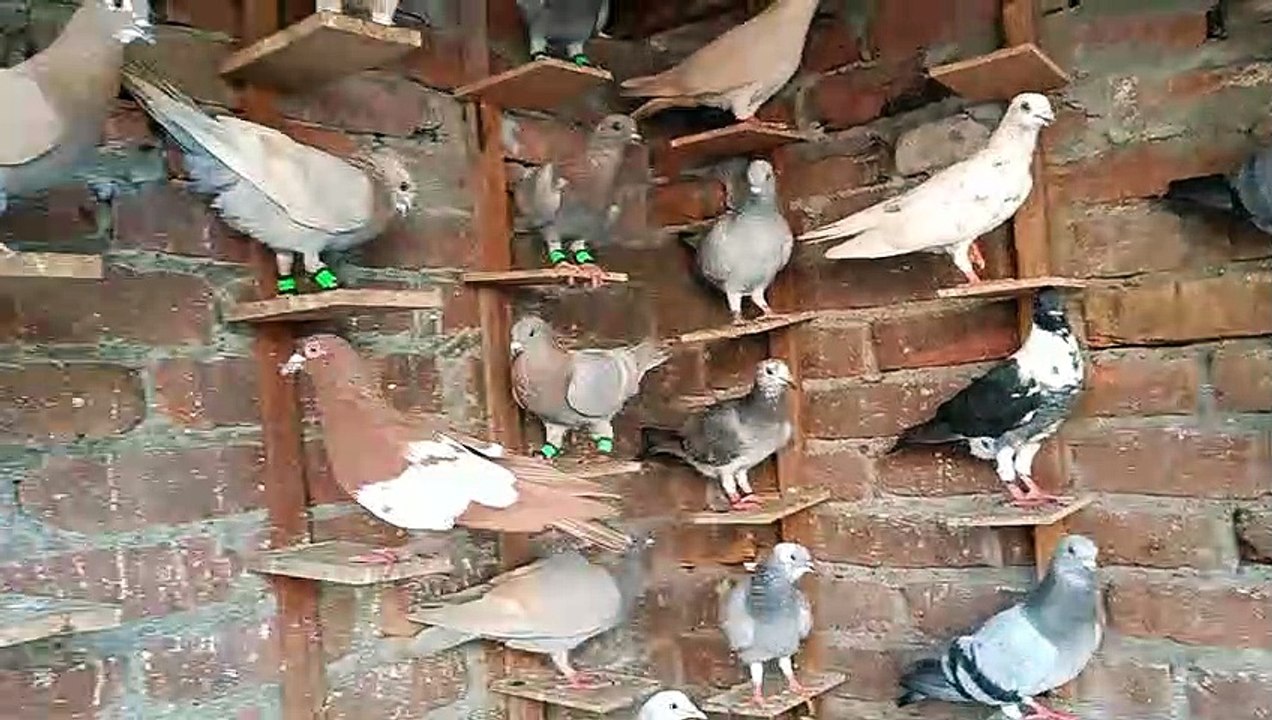 Fancy Pigeons Full Setup | दुनिया के सबसे खूबसूरत कबूतर एक बार देख लो दीवाने हो जाओगे।