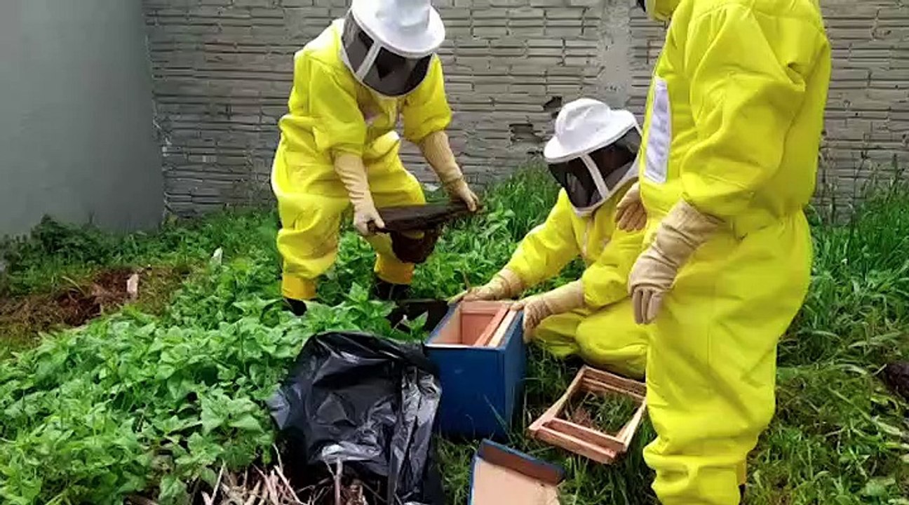 Defesa Civil retira enxame de abelhas no Bairro São Cristóvão