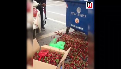 Zabıtanın çöpe döktüğü çilekleri vatandaş satın aldı