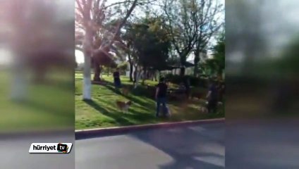 Pitbull, sokak köpeğine böyle saldırdı