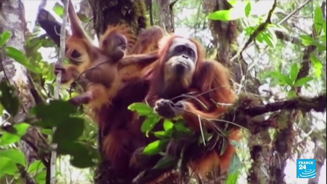 Crise de la biodiversité : en 50 ans la planète a perdu 70% de ses populations d'animaux sauvages