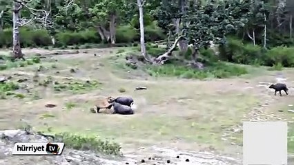 Manda sürüsü arkadaşlarına saldıran kaplanı kovaladı