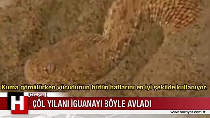 Çöl yılanı iguanayı böyle avladı