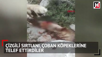 Çizgili sırtlanı, çoban köpeklerine telef ettirdiler